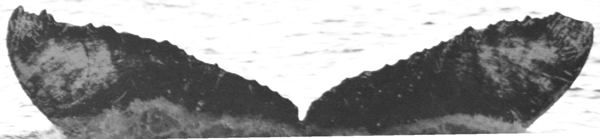 Fluke of SPLASH-630459