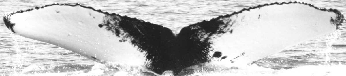 Fluke of SPLASH-530128