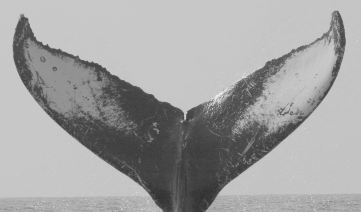 Fluke of Ketos (Guerrero)