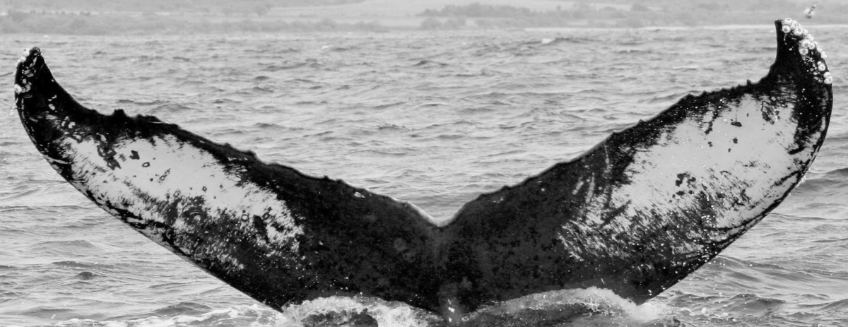 Fluke of SPLASH-630340