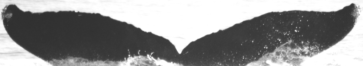 Fluke of Sky (BC)