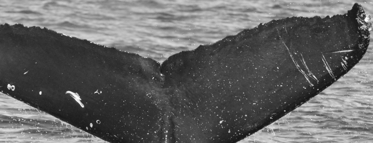 Fluke of CRC-11765