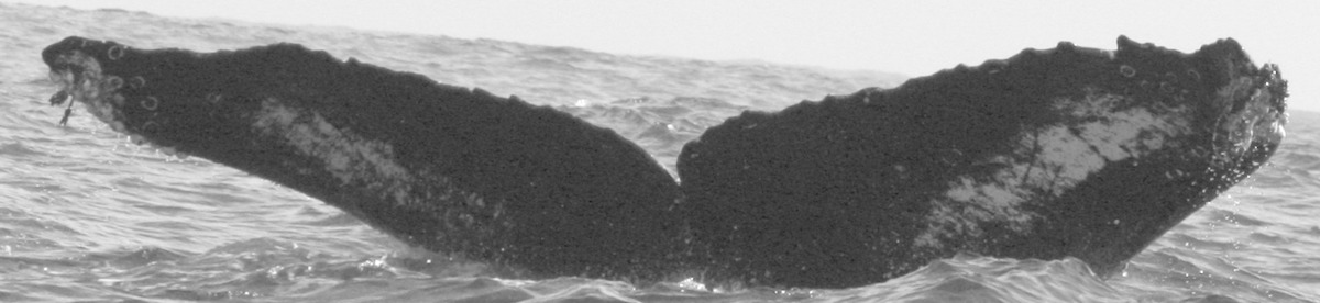 Fluke of CRC-12088