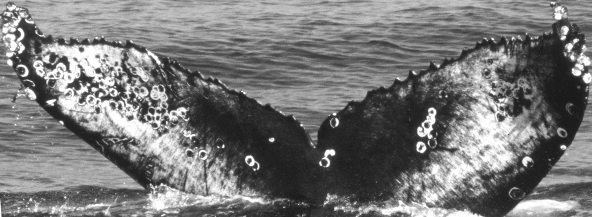 Fluke of CRC-11838