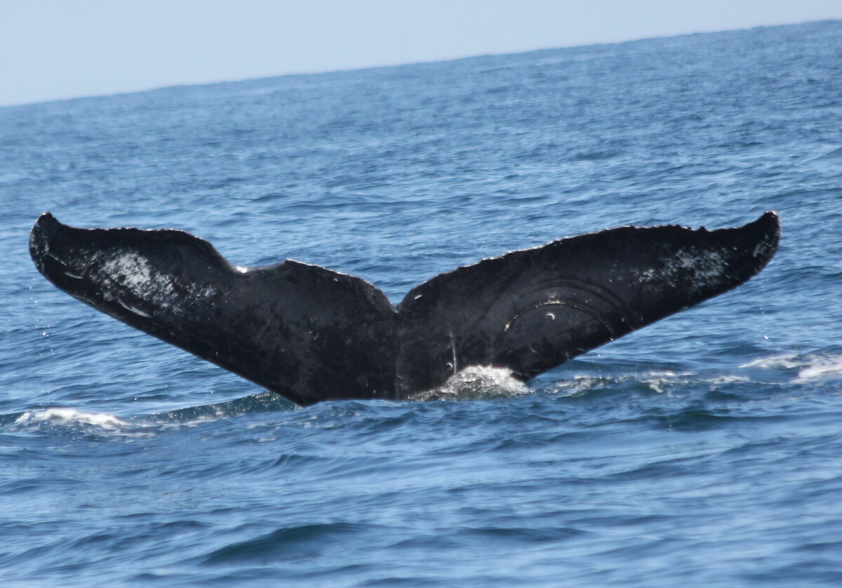 Fluke of CRC-11737