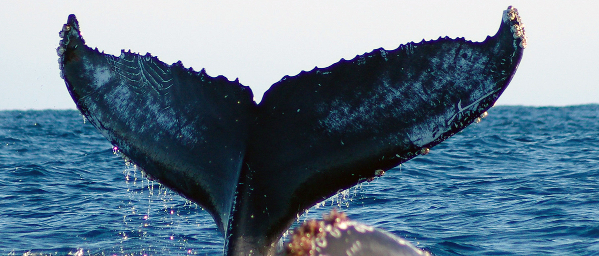 Fluke of CRC-16662