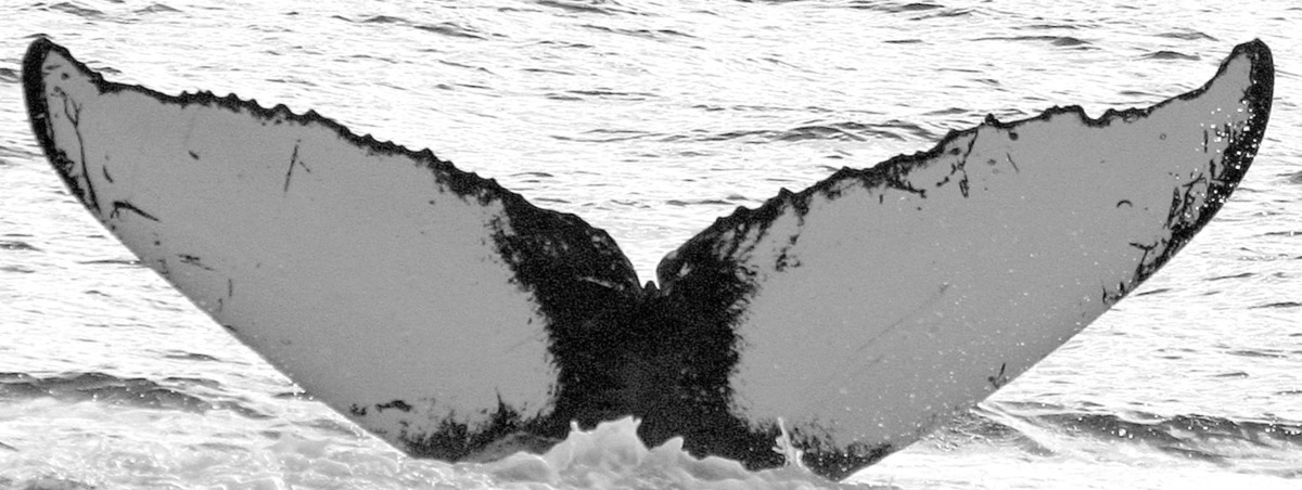 Fluke of SPLASH-630108