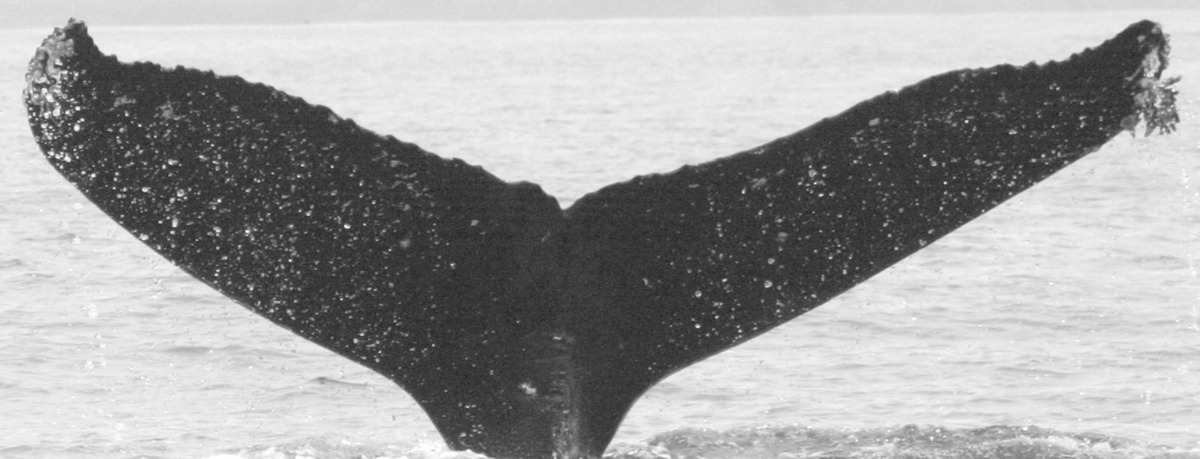 Fluke of CRC-13716