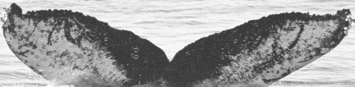 Fluke of SPLASH-420637