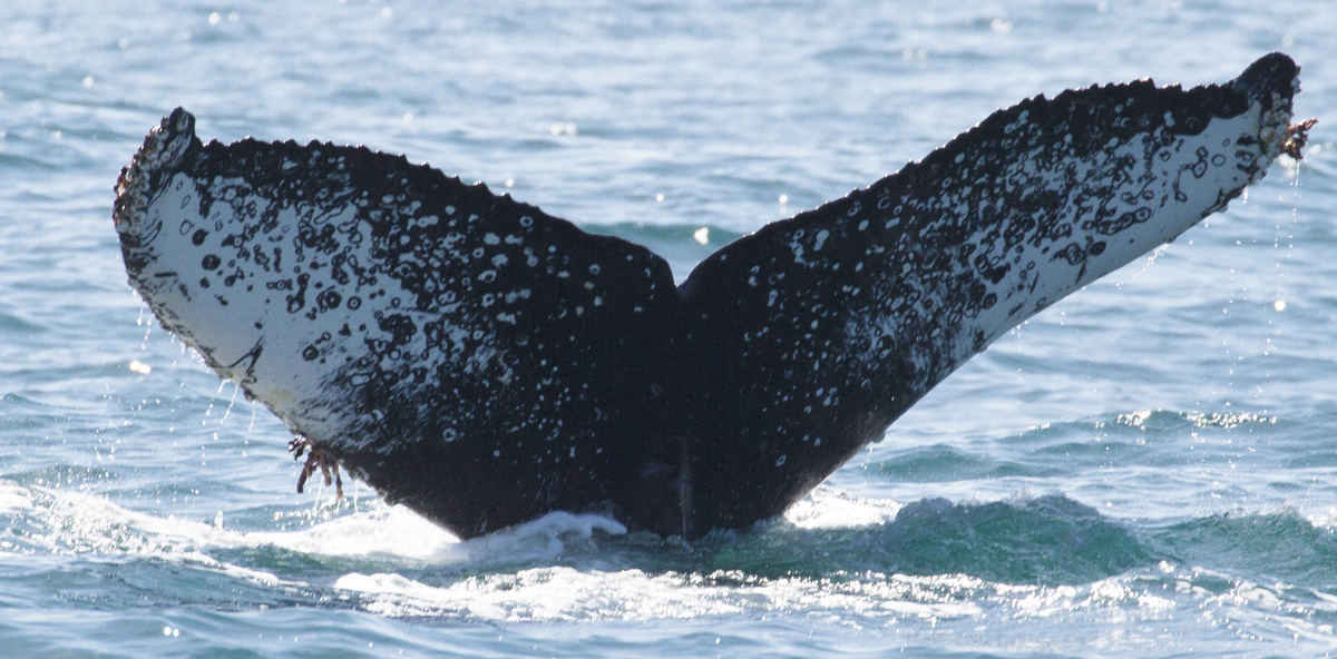 Fluke of CRC-17132