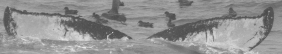 Fluke of SPLASH-570054