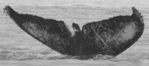 Fluke of CRC-10926