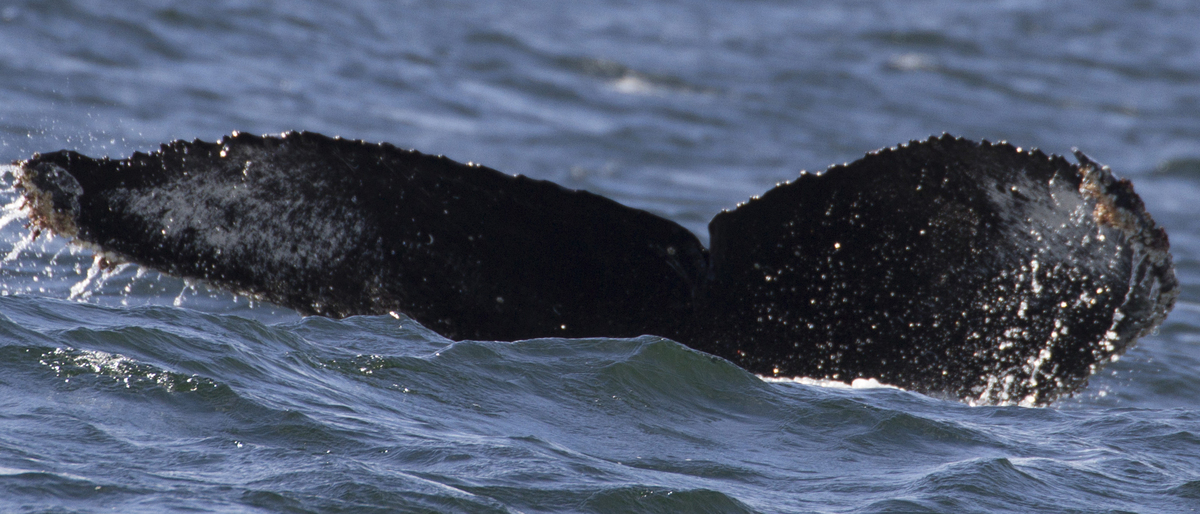 Fluke of CRC-16375