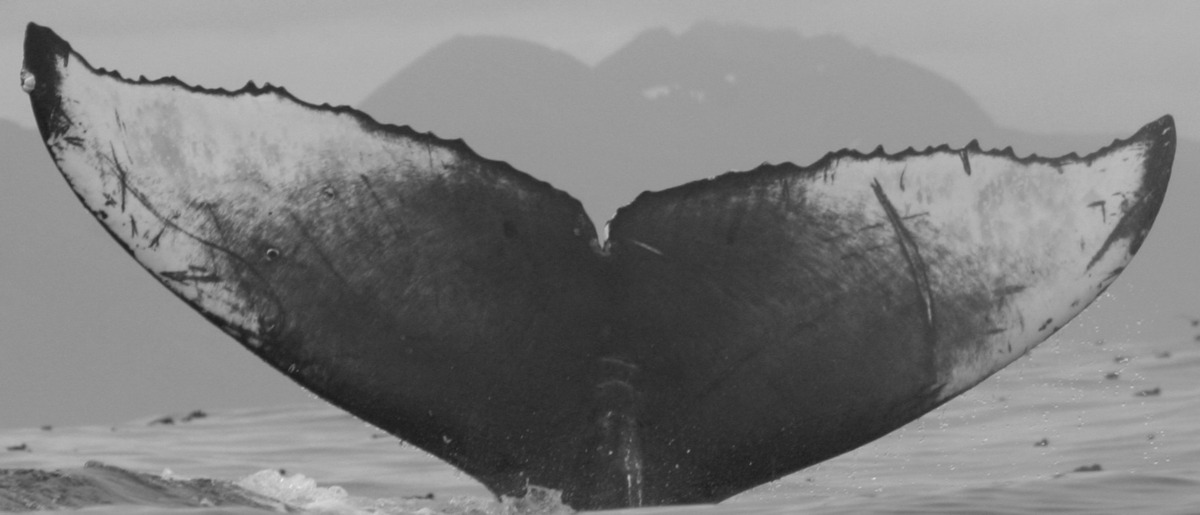 Fluke of SPLASH-570090