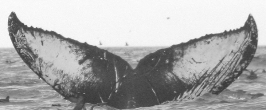 Fluke of SPLASH-570064