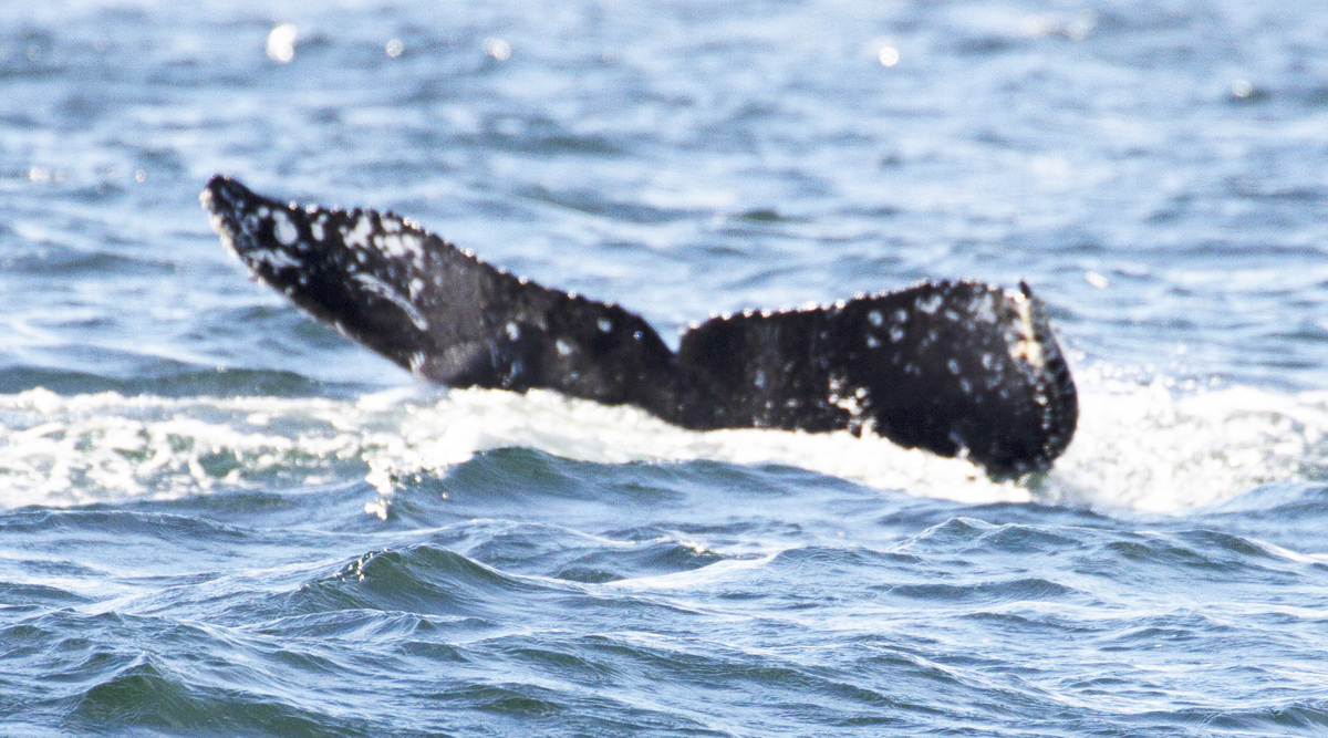 Fluke of CRC-21237