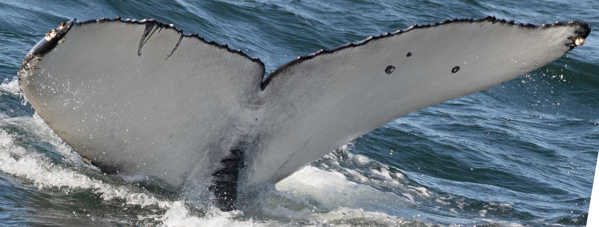 Fluke of Ellipsis (Monterey Bay)