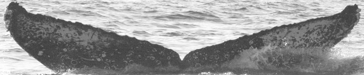 Fluke of SPLASH-520265