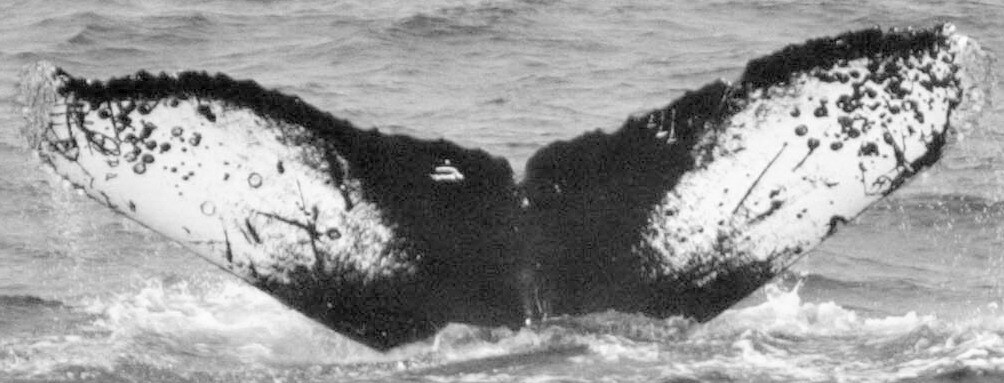 Fluke of SPLASH-620151