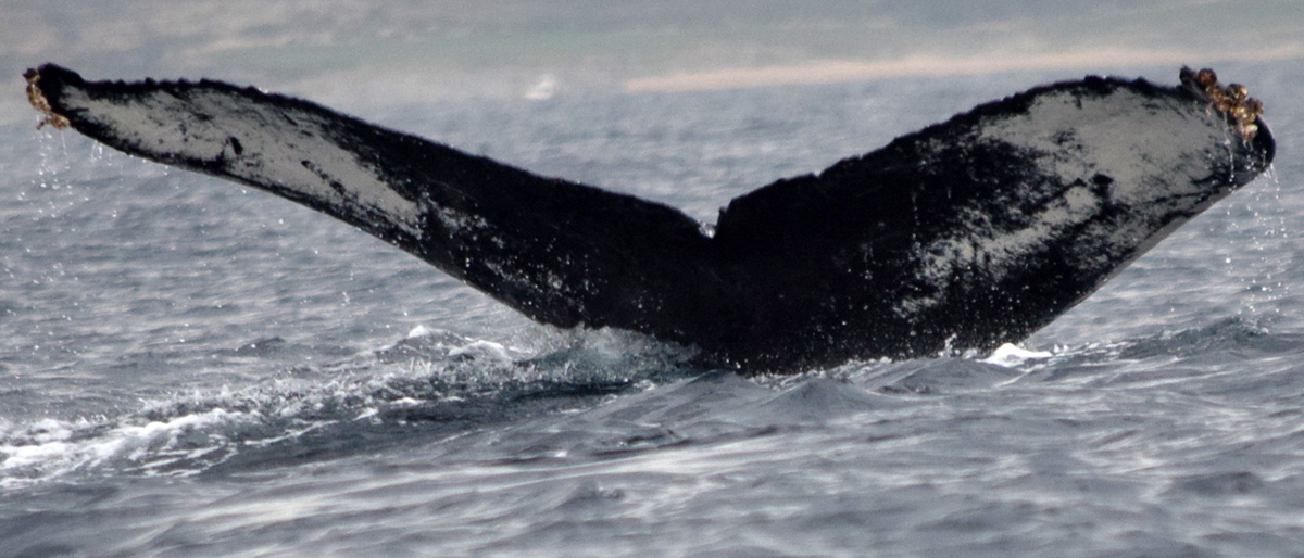 Fluke of CRC-12458
