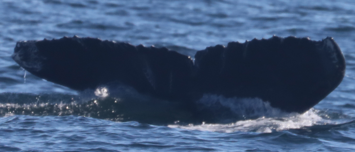 Fluke of 2019-2020 calf of CRC-10603