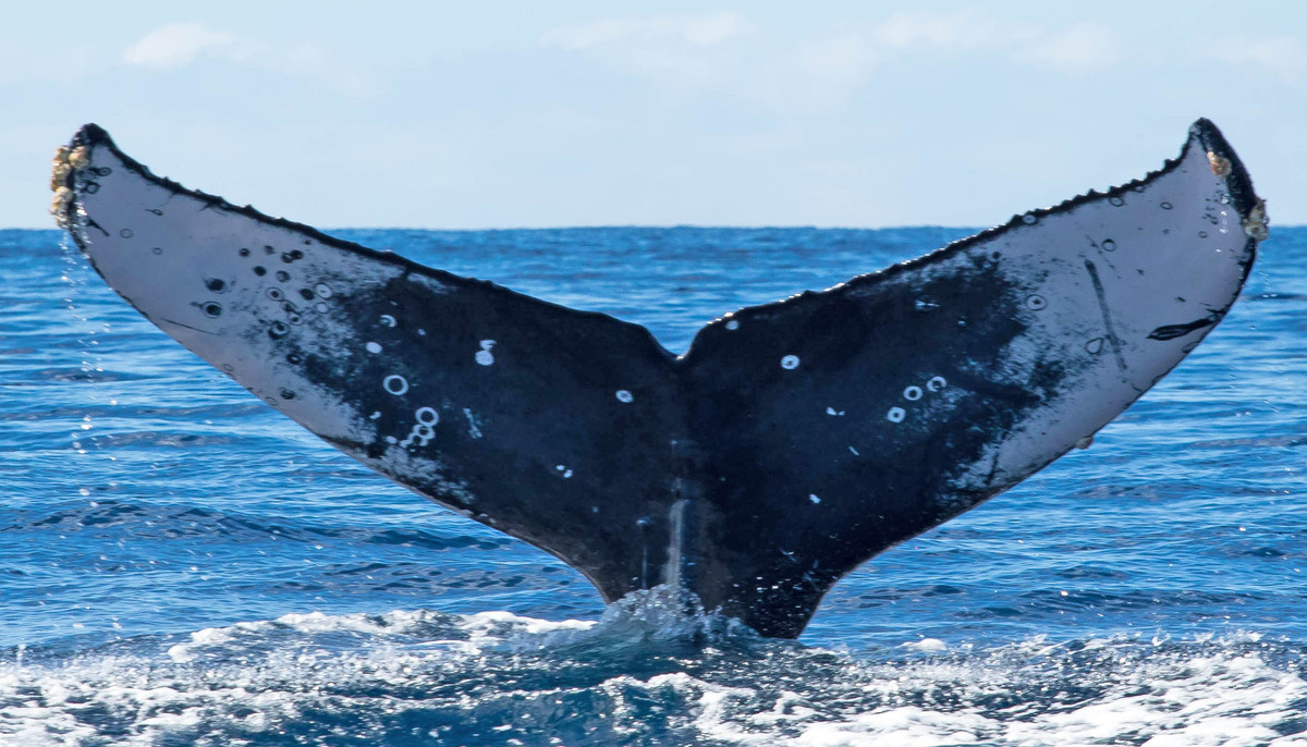 Fluke of HW-MN0522399