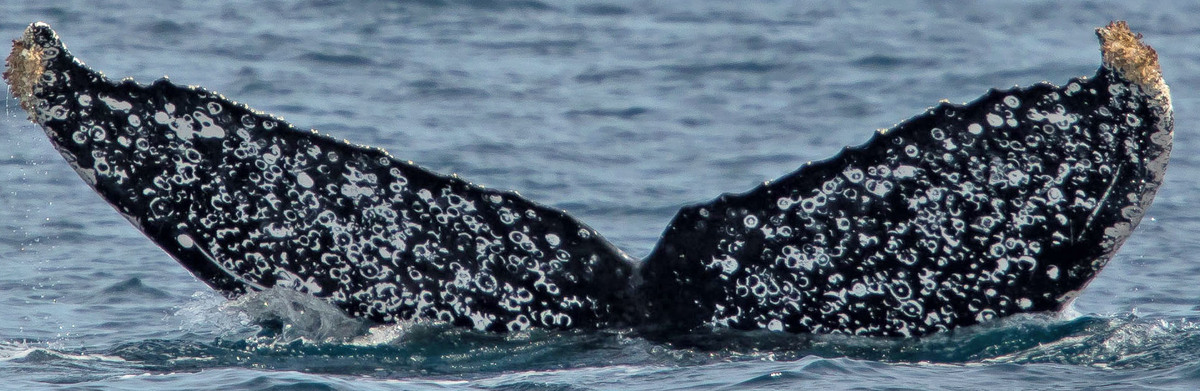 Fluke of HW-MN0522408