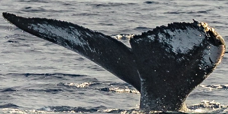 Fluke of PWF-NP_2862