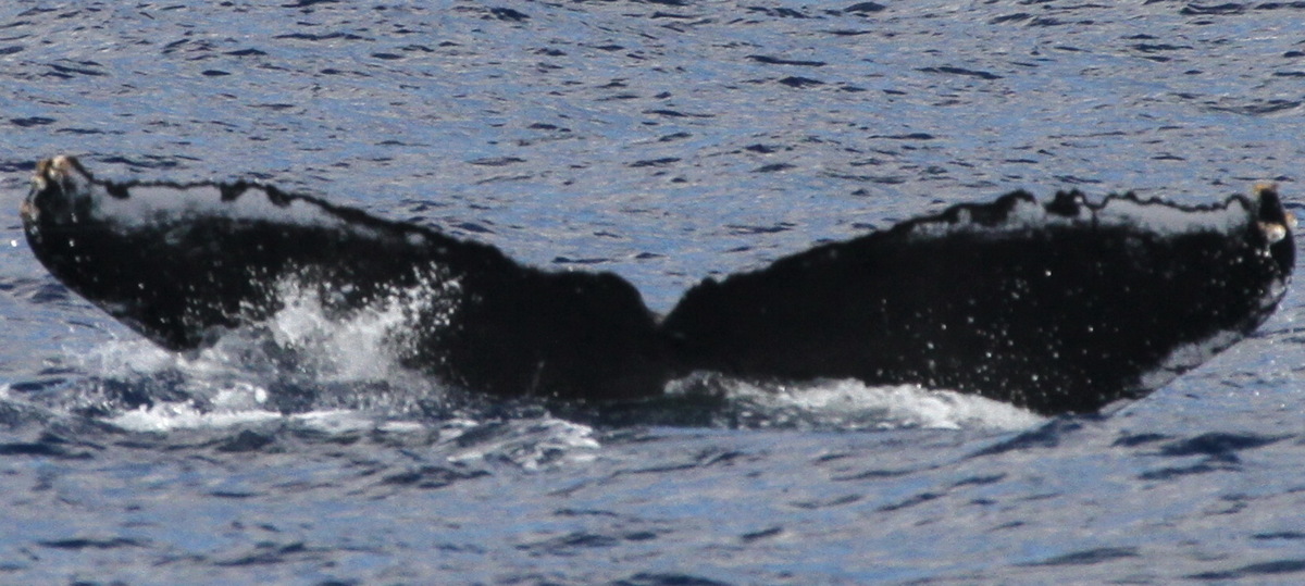 Fluke of PWF-NP_2861