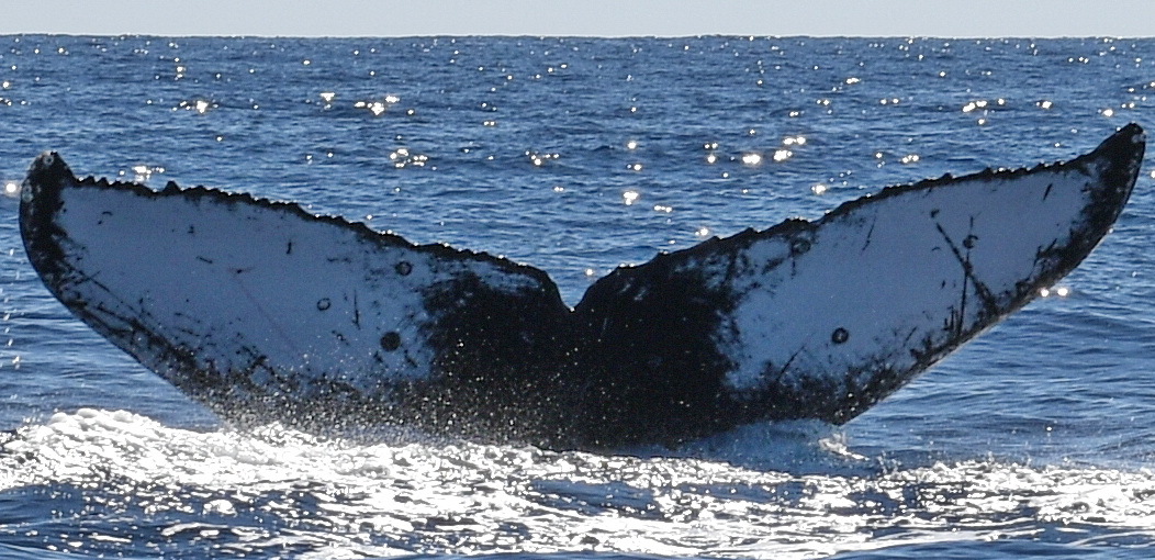Fluke of PWF-NP_2896