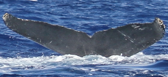Fluke of PWF-NP_2893