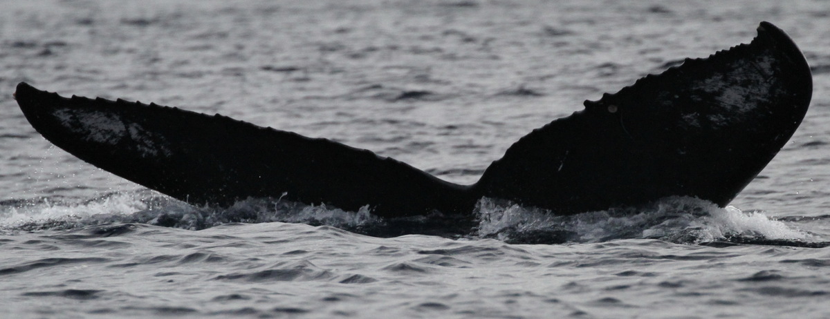 Fluke of BCY0005