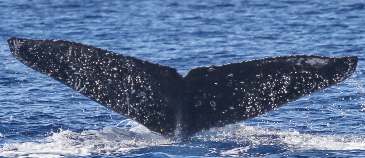 Fluke of PWF-NP_2890
