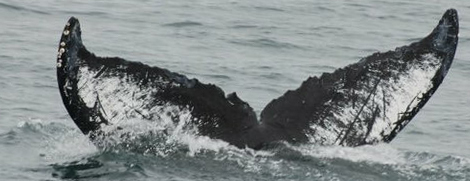 Fluke of CRC-11720