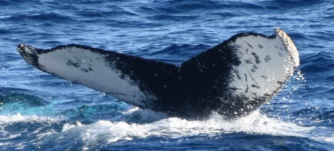 Fluke of HW-MN1300423