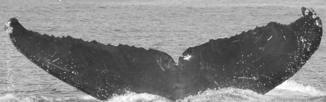 Fluke of CRC-12366