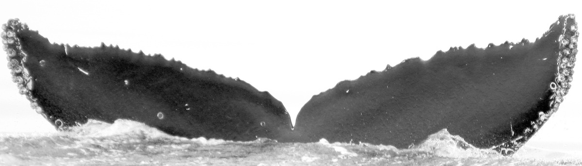 Fluke of Hammer (California)