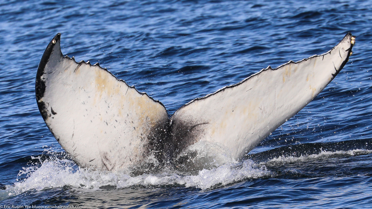 Fluke of 2019-2020 calf of CRC-11832