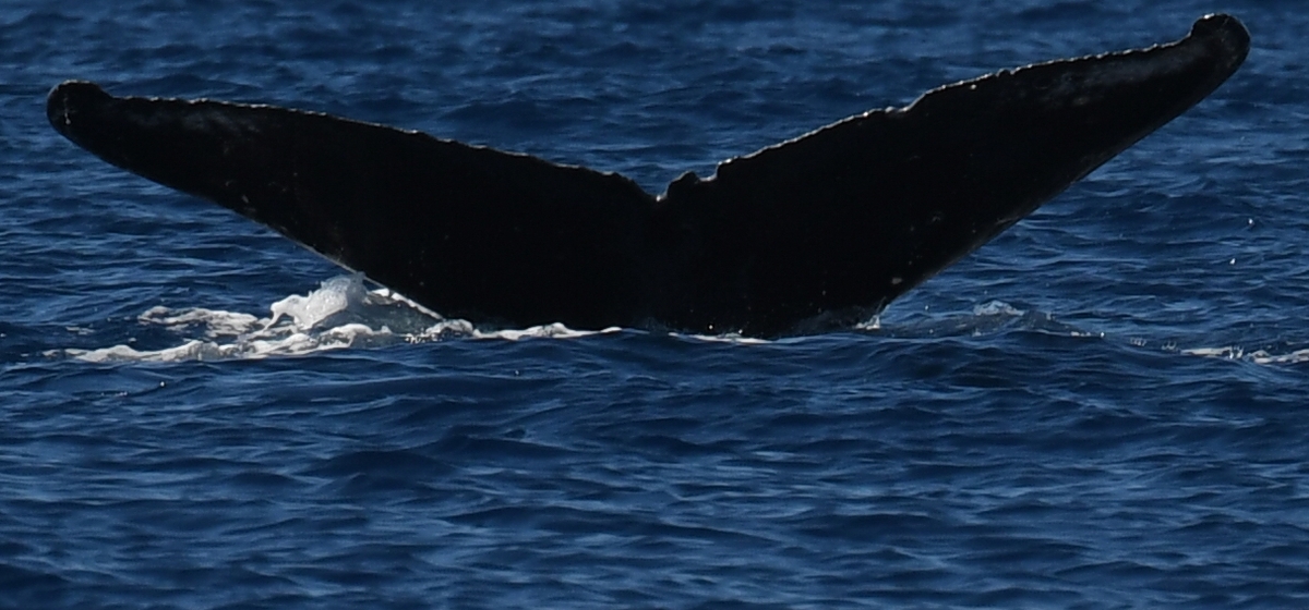 Fluke of CRC-19496