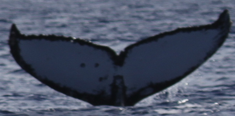 Fluke of PWF-NP_2960