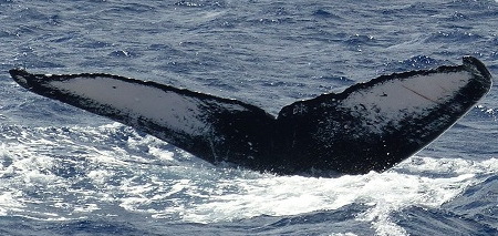 Fluke of PWF-NP_2980