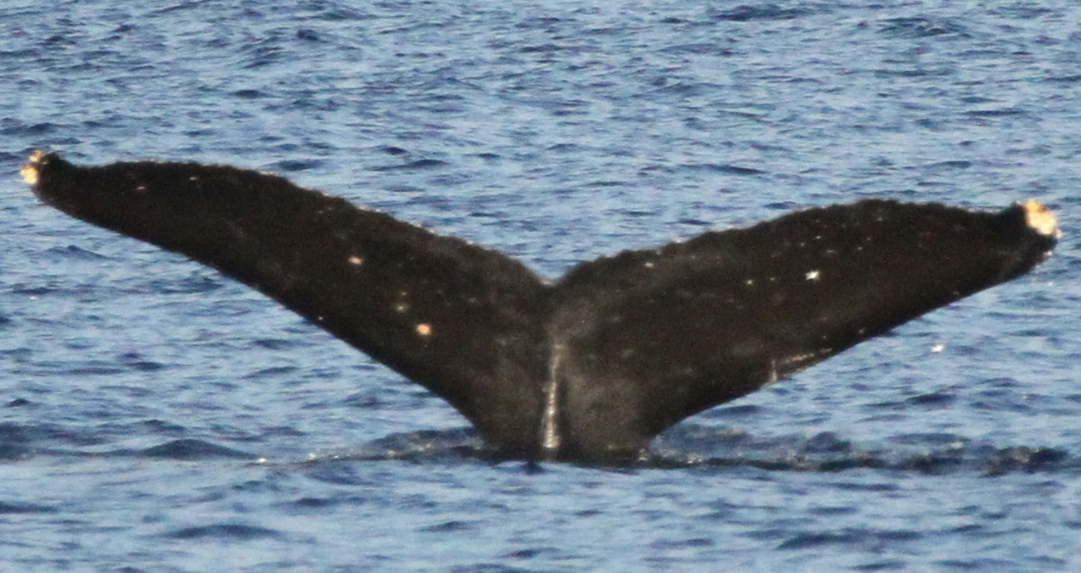 Fluke of SEAK-5443