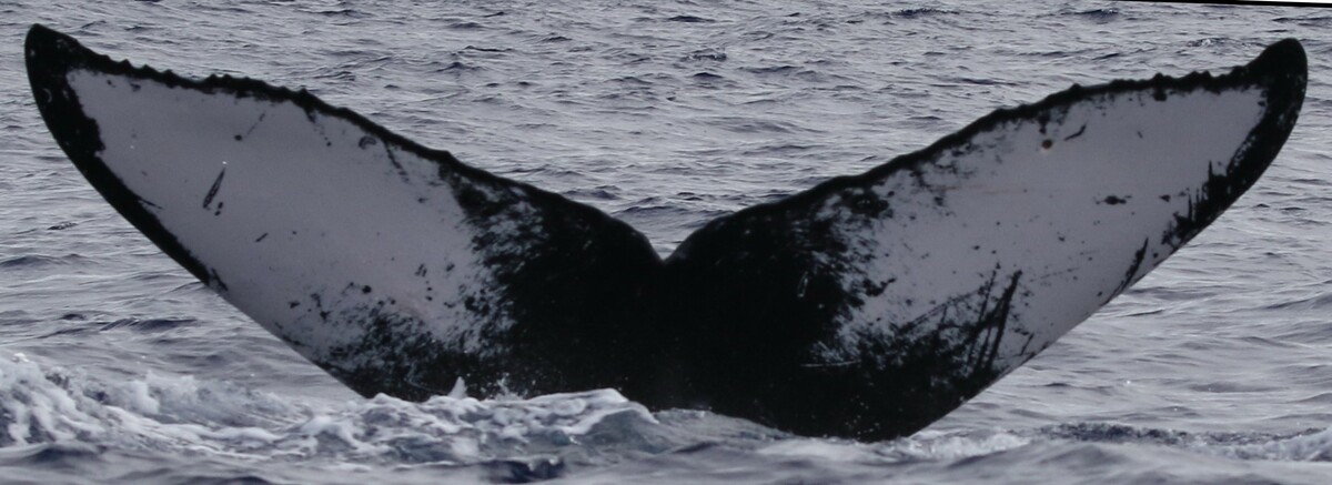 Fluke of PWF-NP_3155