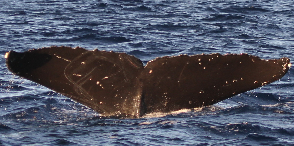 Fluke of Raphael (Northern BC)