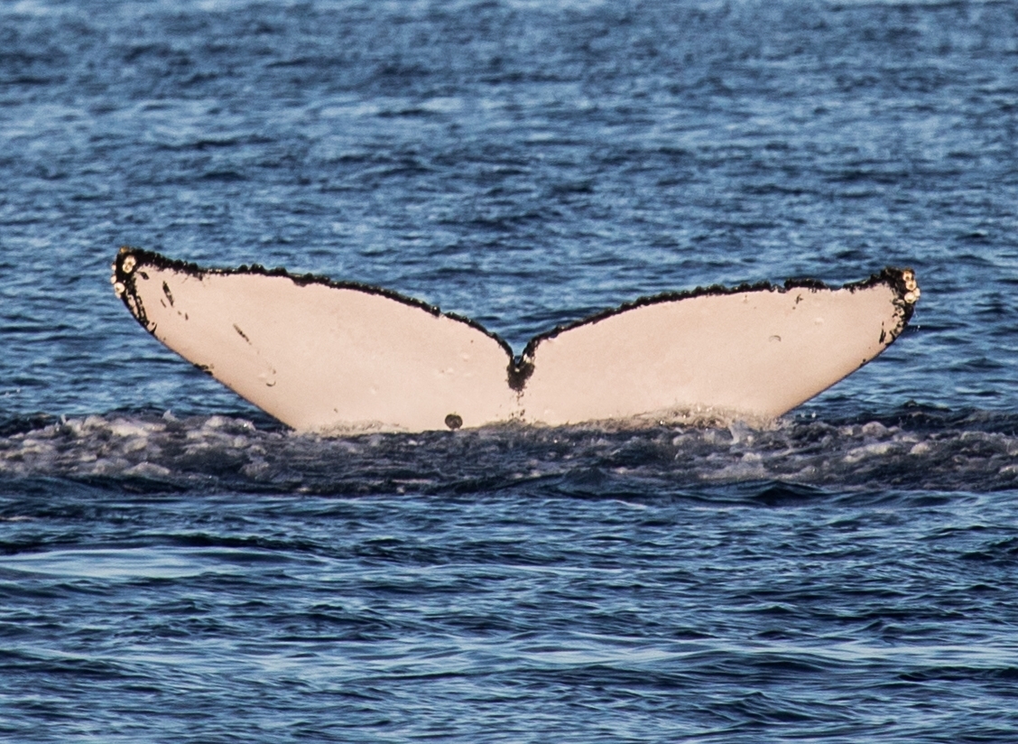 Fluke of Seagull (BC)