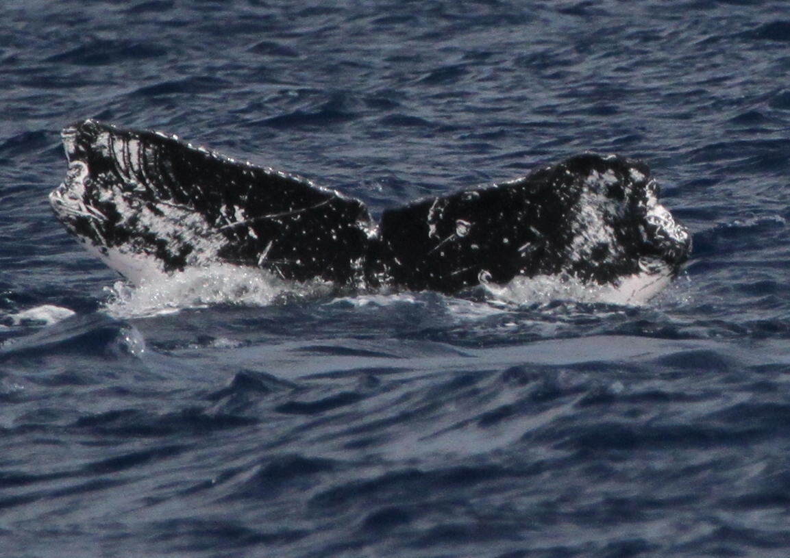 Fluke of PWF-NP_3150