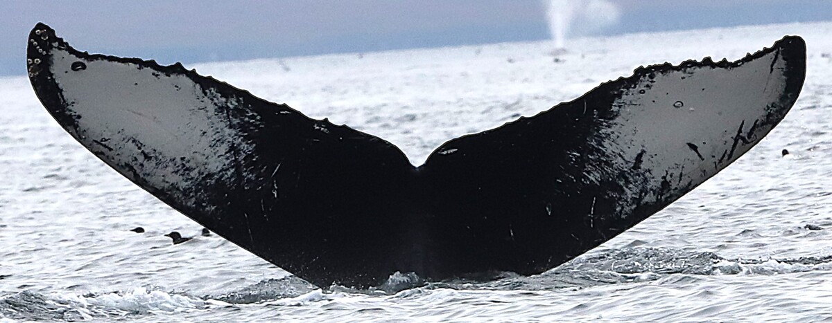 Fluke of Sikorski (RCHP)