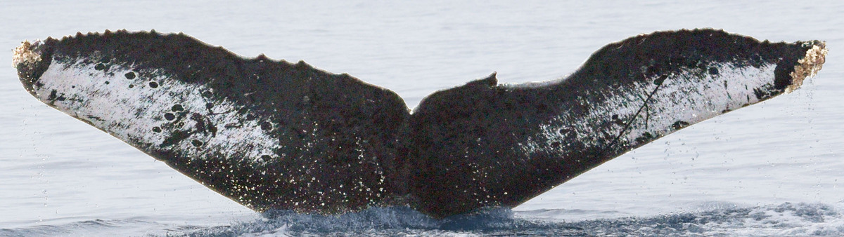 Fluke of Destapador aka Can-opener (Nayarit)
