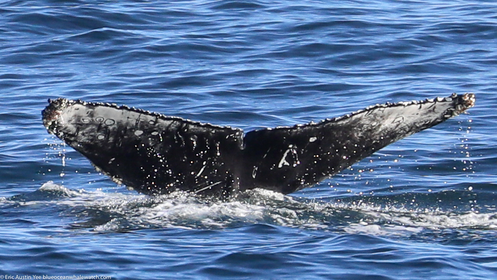 Fluke of CRC-19103