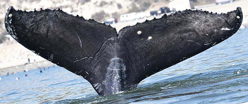 Fluke of Avilove (California)